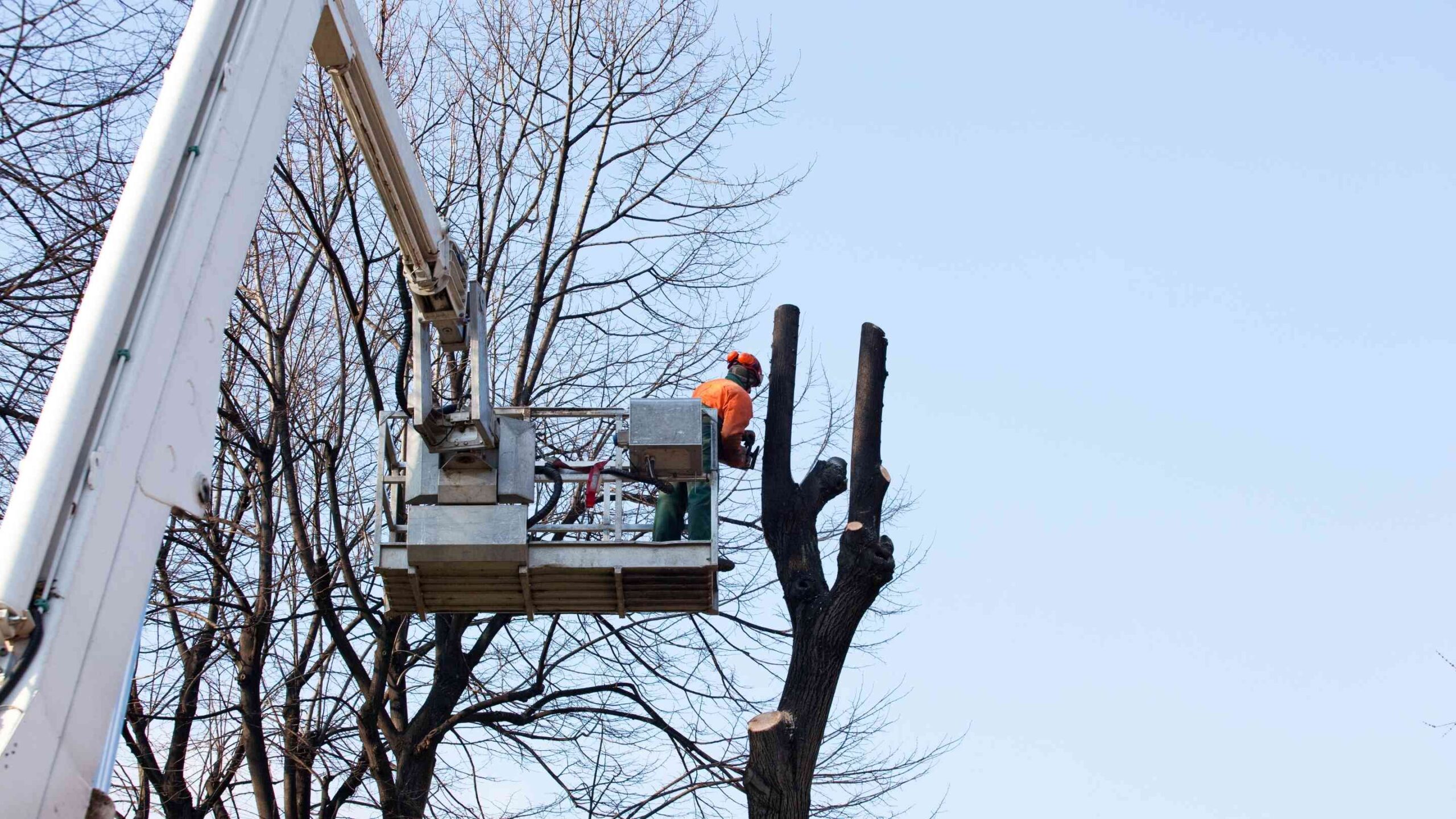 Poda de palmas en Monterrey